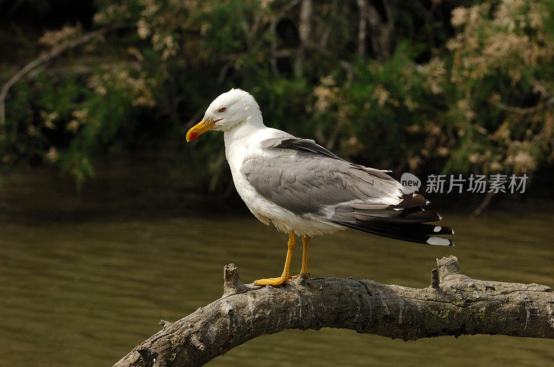 海鸥(Larus cachinnans)